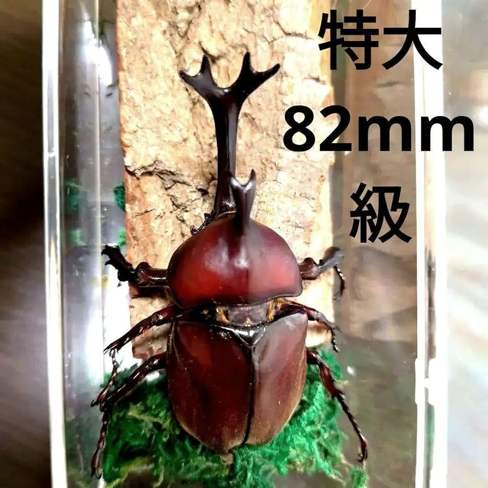 Amazon.co.jp: 特大レッド赤カブトムシ昆虫標本82mm頭角幅18mm